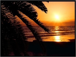 Zachód Słońca, Palmy, Plaża, Morze